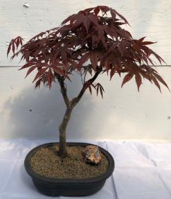 Japanese Red Maple Bonsai Tree<br><i>(acer palmatum 