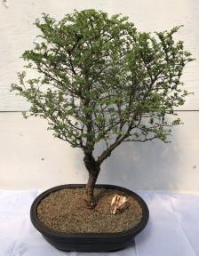 Chinese Seiju Elm Bonsai Tree<br><i>(ulmus parvifolia 'seiju')</i>