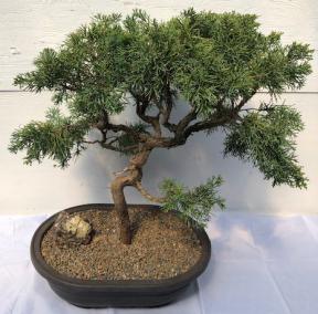 Shimpaku Juniper Bonsai Tree<br><i>(juniper chinensis 'shimpaku')</i>