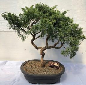 Shimpaku Juniper Bonsai Tree<br><i>(juniper chinensis 'shimpaku')</i>