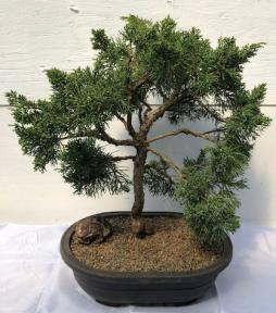 Shimpaku Juniper Bonsai Tree<br><i>(juniper chinensis 'shimpaku')</i>