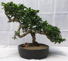 Flowering Fukien Tea Bonsai Tree - Cascade Style<br><i>(ehretia microphylla)</i>