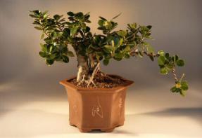 Green Emerald Ficus Bonsai Tree<br><i>(ficus microcarpa)</i>