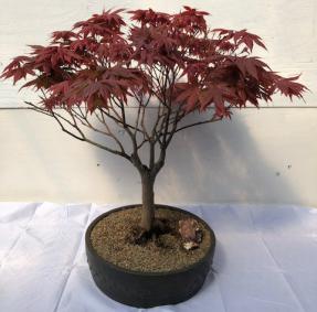 Japanese Red Maple Bonsai Tree<br><i>(acer palmatum 'Rhode Island Red)</i>