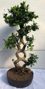 Fruiting Green Emerald Ficus Bonsai Tree<br>Braided Trunk <br><i>(ficus microcarpa)</i>