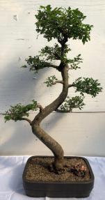 Chinese Elm Bonsai Tree <br>Curved Trunk & Tiered Branching Style<br><i>(ulmus parvifolia)</i>