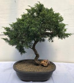 Shimpaku Juniper Bonsai Tree<br><i>(juniper chinensis 'shimpaku')</i>