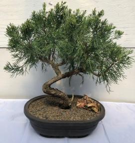 Shimpaku Juniper Bonsai Tree<br><i>(juniper chinensis 'shimpaku')</i>