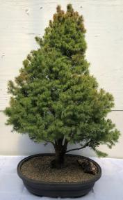 Dwarf Alberta Spruce Bonsai Tree<br><i>(picea glauca conica)</i>