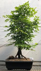 Korean Hornbeam Bonsai Tree <br>Exposed Roots<br><i>(carpinus coreana)</i>