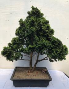 Dwarf Hinoki Cypress Bonsai Tree<br><i>(chamecyparis 