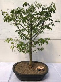 Flowering Brazilian Raintree Bonsai Tree <br><i>(pithecellobium tortum)</i>