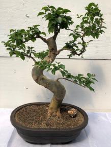 Flowering Ligustrum Bonsai Tree<br>Curved Trunk & Tiered Branching Style<br><i>(ligustrum lucidum)</i>