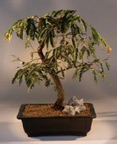 Tamarind Bonsai Tree<br><i>(tamarindus indica)</i>