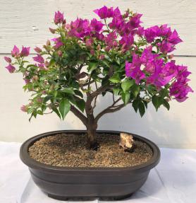 Flowering Bougainvillea Bonsai Tree <br><i>(Pink Pixie)</i>