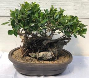 Green Island Ficus Bonsai Tree<br>Root Over Rock Style<br><i>(ficus microcarpa)</i>