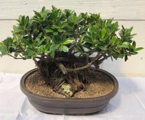 Green Island Ficus Bonsai Tree<br>Root Over Rock Style<br><i>(ficus microcarpa)</i>