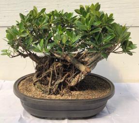 Green Island Ficus Bonsai Tree<br>Root Over Rock Style<br><i>(ficus microcarpa)</i>