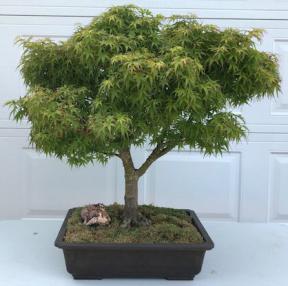 Dwarf Japanese Maple Bonsai Tree<br>(acer palmatum 