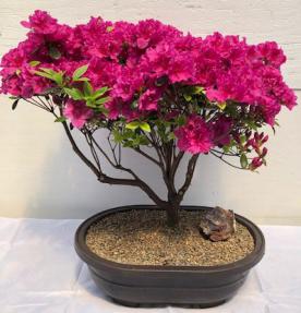 Flowering Azalea Bonsai Tree<br><i>(Rhododendron 'Girard's Fuchsia')