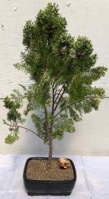 Eastern Red Cedar Bonsai Tree <br><i>(juniperus virginiana)</i>