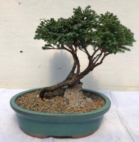 Slanting Blue Moss Cypress Bonsai Tree<br><i>(chamecyparis 'glauca minima')</i>