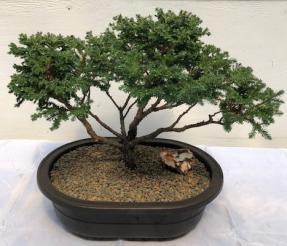 Blue Moss Cypress Bonsai Tree<br><i>(chamecyparis 'glauca minima')</i>