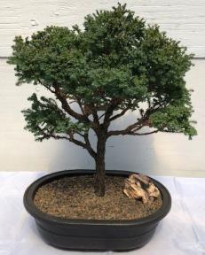 Blue Moss Cypress Bonsai Tree<br><i>(chamecyparis 'glauca minima')</i>