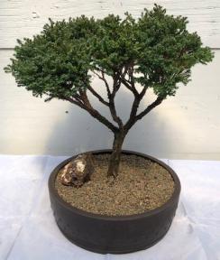 Blue Moss Cypress Bonsai Tree<br><i>(chamecyparis 'glauca minima')</i>