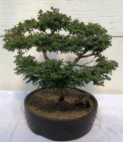 Blue Moss Cypress Bonsai Tree<br><i>(chamecyparis 'glauca minima')</i>