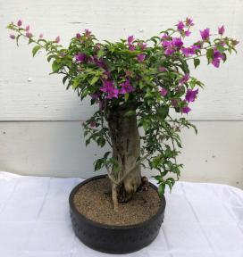 Flowering Bougainvillea Bonsai Tree <br><i>(Pink Pixie)</i>