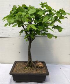 European Hornbeam Bonsai Tree<br><i>(carpinus betulus Columnaris Nana)</i>