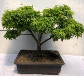 Dwarf Japanese Maple Bonsai Tree<br>(acer palmatum 