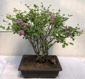 Flowering Dwarf Korean Lilac Bonsai Tree <br><i>(syringa palabiniana)</i>