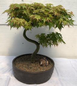 Japanese Green Maple Bonsai Tree <br>Curved 