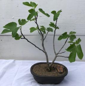 Brown Turkey Fig Bonsai Tree<br><i>(ficus carica)</i>