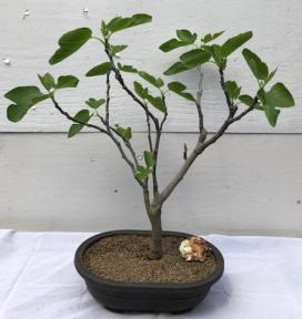 Brown Turkey Fig Bonsai Tree<br><i>(ficus carica)</i>