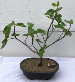 Brown Turkey Fig Bonsai Tree<br><i>(ficus carica)</i>