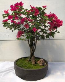 Flowering Bougainvillea - Flowering Vine<br>Braided Trunk<br><i>(pink pixie)</i>