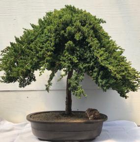 Weeping Juniper Bonsai Tree<br><i>(juniper procumbens nana)</i>