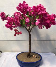 Flowering Bougainvillea Bonsai Tree<br><i>(pink pixie)</i>