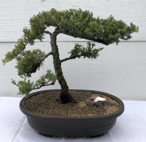 Juniper Bonsai Tree - Trained <br><i>(juniper procumbens nana)