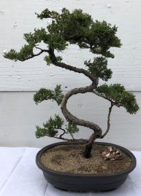 Juniper Bonsai Tree - Trained <br><i>(juniper procumbens nana)</i>