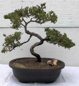 Juniper Bonsai Tree - Trained <br><i>(juniper procumbens nana)</i>