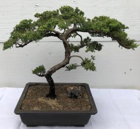 Juniper Bonsai Tree - Trained <br><i>(juniper procumbens nana)</i>