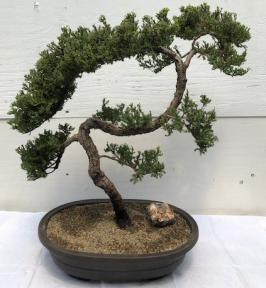 Juniper Bonsai Tree - Trained <br><i>(juniper procumbens nana)</i>