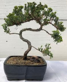 Juniper Bonsai Tree - Trained <br><i>(juniper procumbens nana)</i>