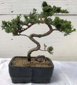 Juniper Bonsai Tree - Trained <br><i>(juniper procumbens nana)</i>