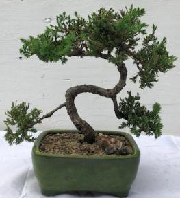 Juniper Bonsai Tree - Trained <br><i>(juniper procumbens nana)</i>