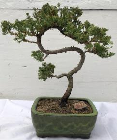 Juniper Bonsai Tree - Trained <br><i>(juniper procumbens nana)</i>